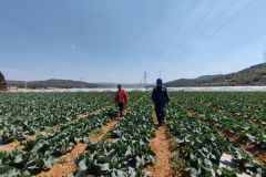 云南马龙月望乡：电力加持，蔬菜种植走出产业大道