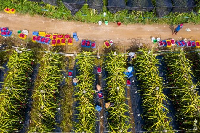 4、2022年8月4日，在广西梧州岑溪市归义镇安安火龙果种植基地内，果农在采摘火龙果。（何华文）