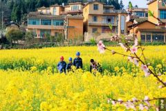 云南罗平：东方花园 电来更靓