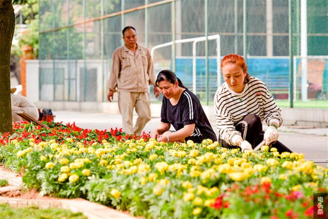 该局女职工正在为种植花草扶苗填土（何华文）