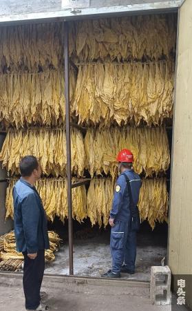 查看烤烟情况（王谦 摄）