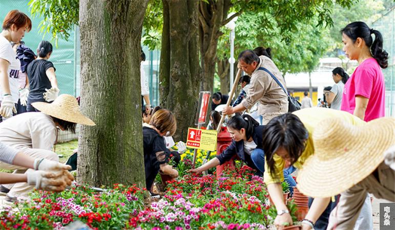 该局女职工正在为种植花草扶苗填土（颜爱平）