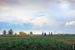 云南马龙：电力加持，蔬菜种植助推乡村振兴
