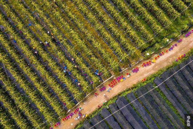 1、2022年8月4日，在广西梧州岑溪市归义镇安安火龙果种植基地内，果农在采摘火龙果。（何华文）