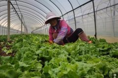 新春走基层|南方电网云南曲靖供电局全力保障市民“菜篮子”